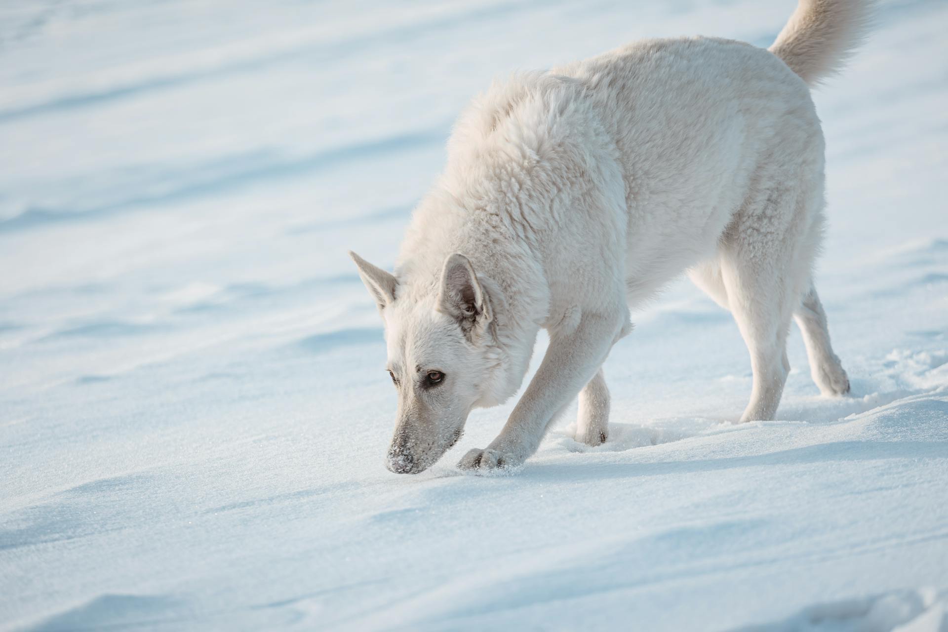 white Swiss shepherd dog plays in snow on field in winter