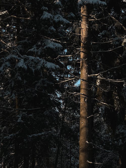 Foto profissional grátis de árvores, coníferas, inverno