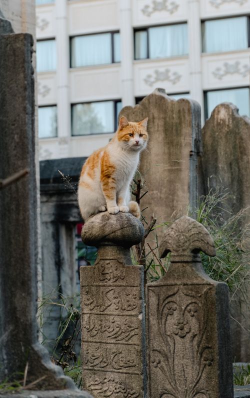 Free Orange cat sitting on a tombstone in an Istanbul cemetery, surrounded by ancient grave markers. Stock Photo