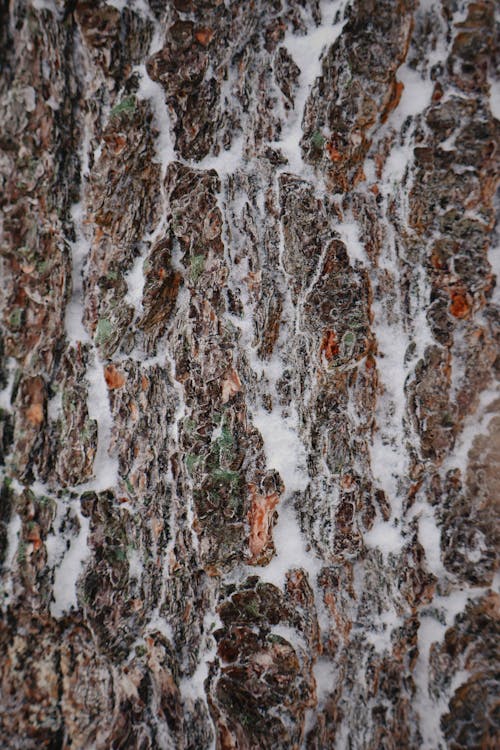 Základová fotografie zdarma na téma detailní, drsný, kůra