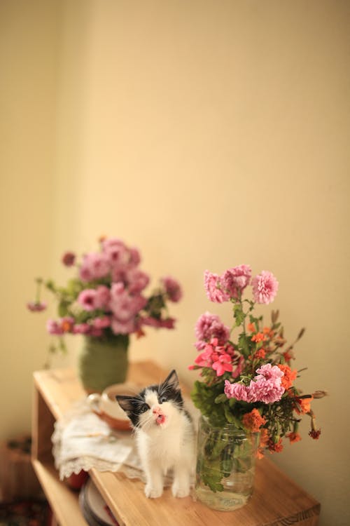 Photo of Pink Flowers and a Kitten on a Shelf