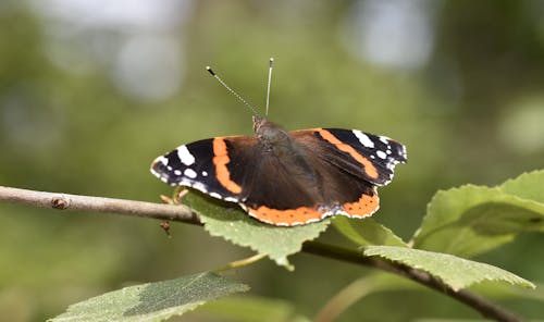 Red Admiral Butterfly Perching on a Branch