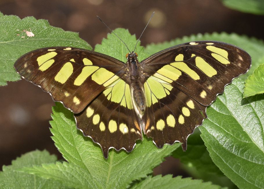 Fotomural Foto detallada de una Mariposa Malaquita reposando sobre hojas verdes vibrantes, mostrando sus patrones intrincados.