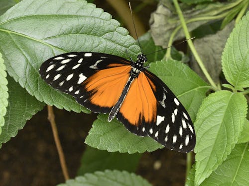 Tithorea Butterfly Perching on Green Leaves