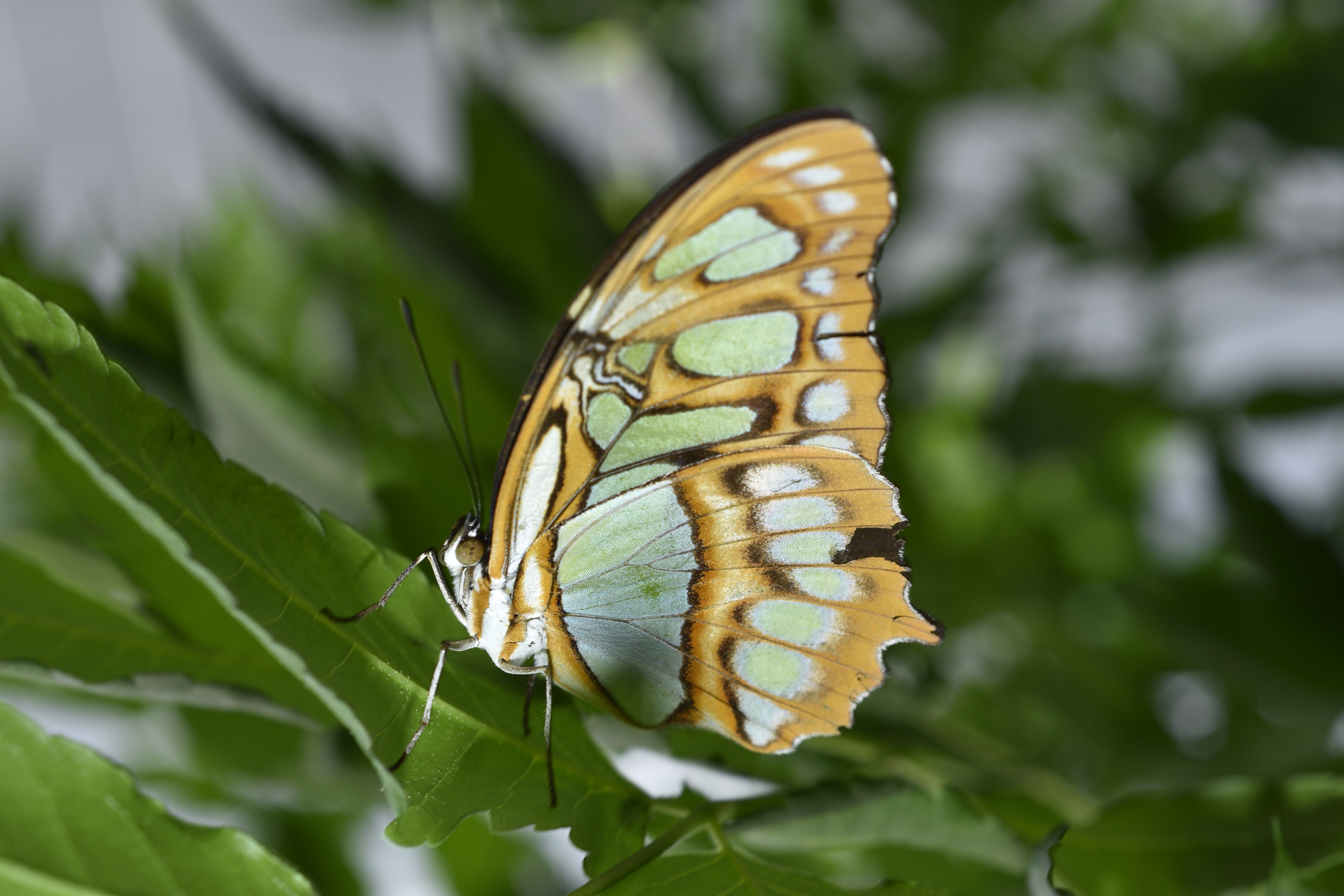 Fotomural Una striking mariposa Malachite (Siproeta stelenes) posada sobre hojas verdes, mostrando sus alas vibrantes.