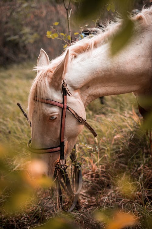 Closeup of a White Horse Grazing in Pasture