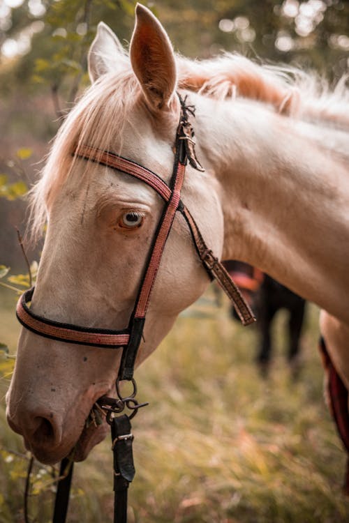 Closeup of a White Horse Wearing a Pink Bridle