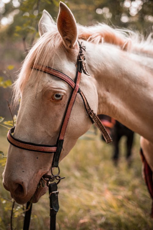 Gratis stockfoto met dierenfotografie, dierenkop, manen