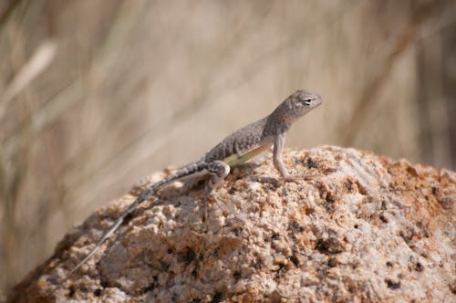 Close-up of a Lizard on a Rock 