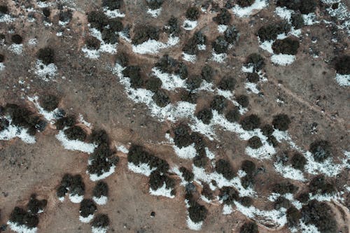 Aerial Footage of Bushes Pattern, and the Soil