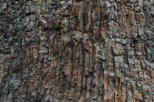 Tree Trunk Surface Texture