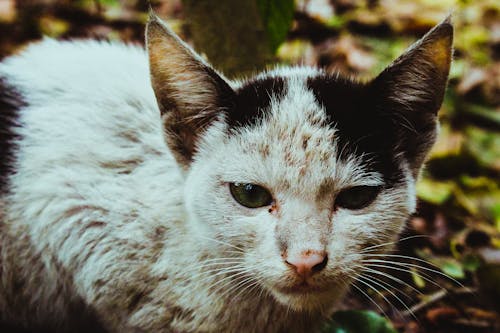 Ilmainen kuvapankkikuva tunnisteilla aggressiivinen, kissa, kissan kasvot