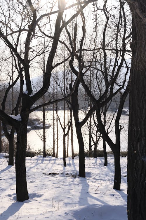 Photos gratuites de arbres, blanc, bois