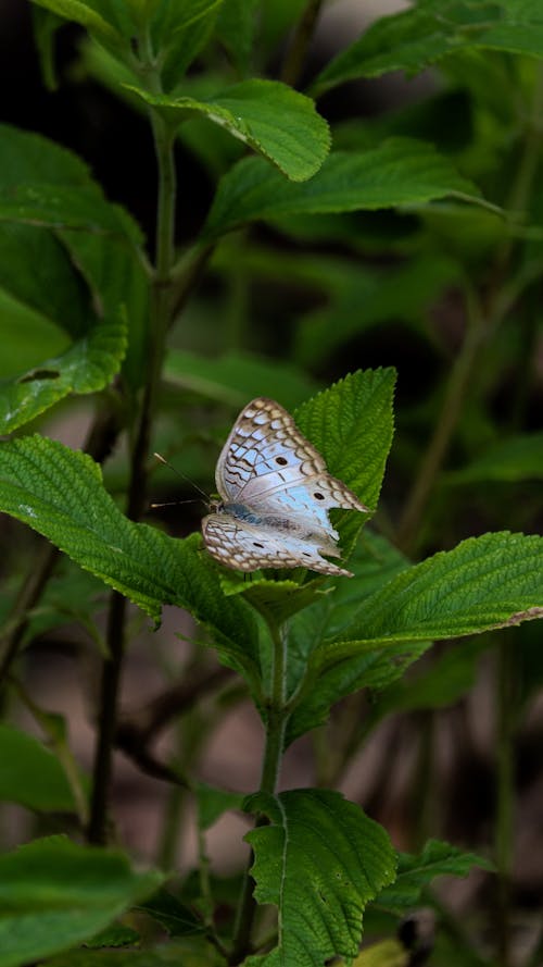 Close-up of a Butterfly Sitting on a Green Plant 