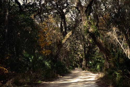 Foto d'estoc gratuïta de bosc, camí de carro, creixement