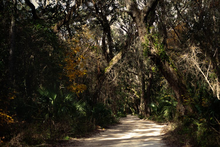 Dirt Road In A Dense Rainforest