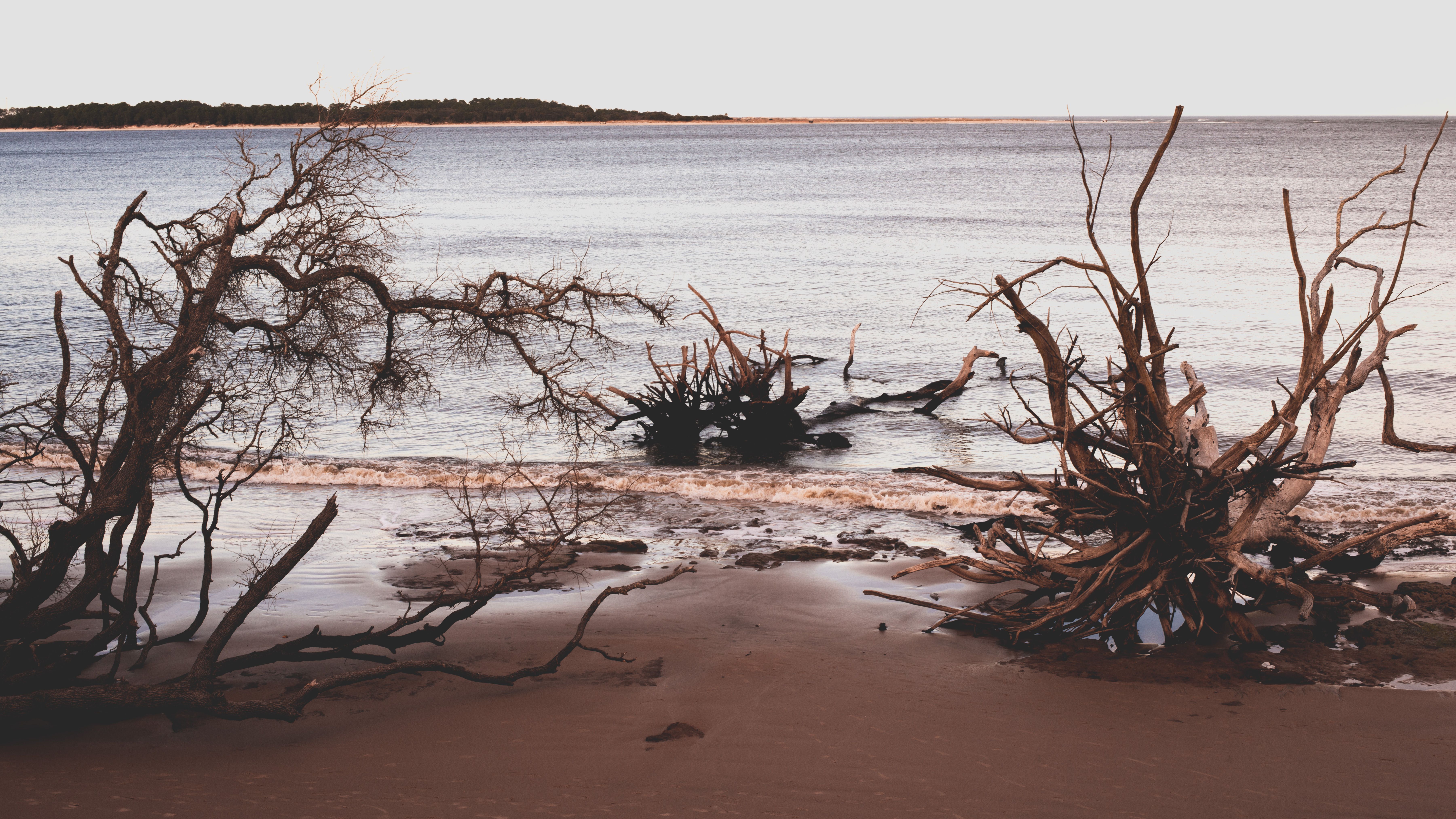 Scenic view of driftwood on a beach in Jacksonville, Florida with calm sea waves.