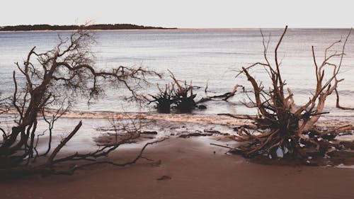 Foto d'estoc gratuïta de badia, branques, fusta a la deriva