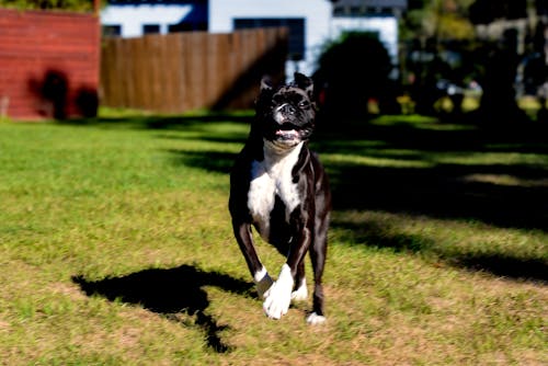 Kostnadsfri bild av boxare, boxare hund, hund