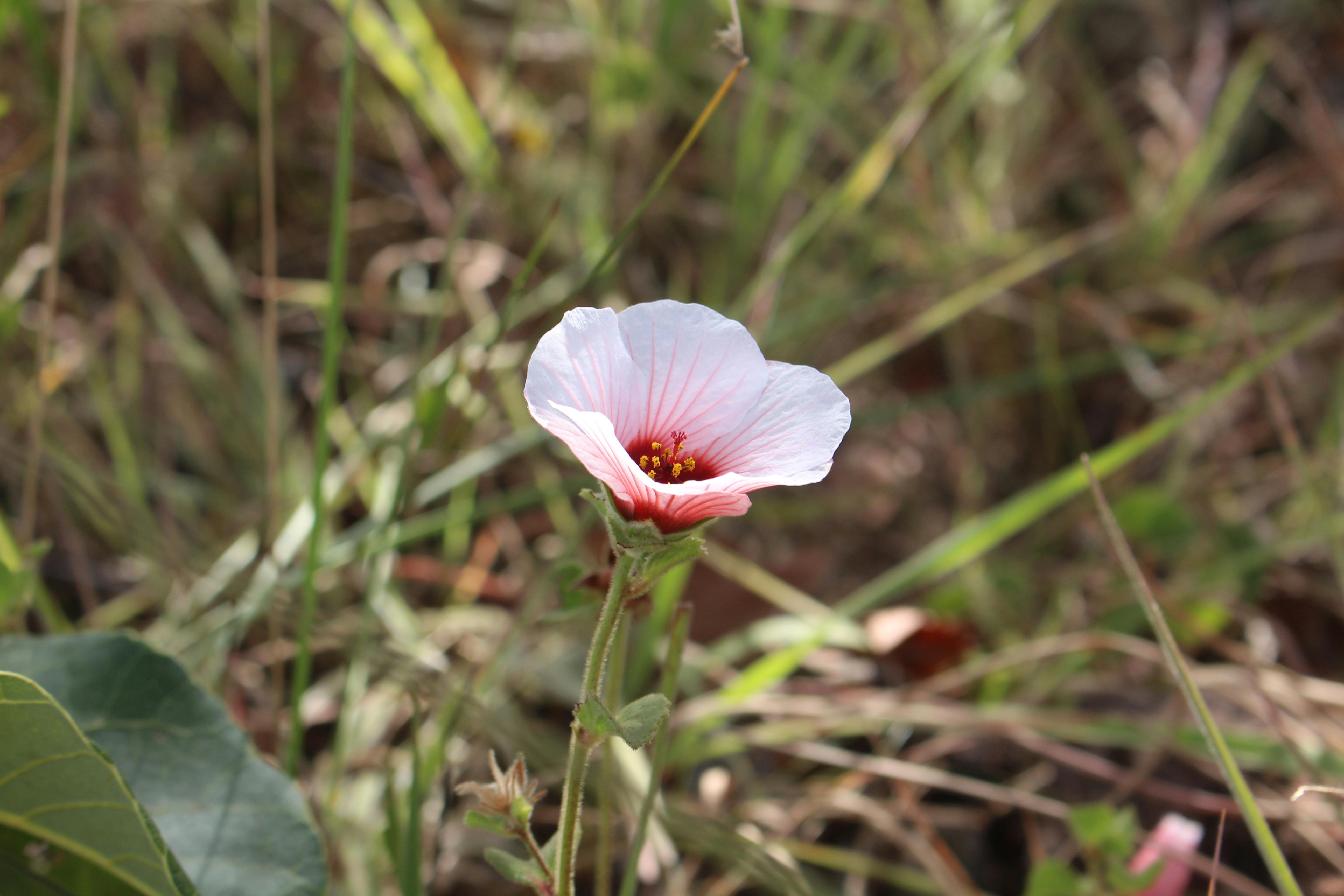 Bladder Ketmia Flower · Free Stock Photo