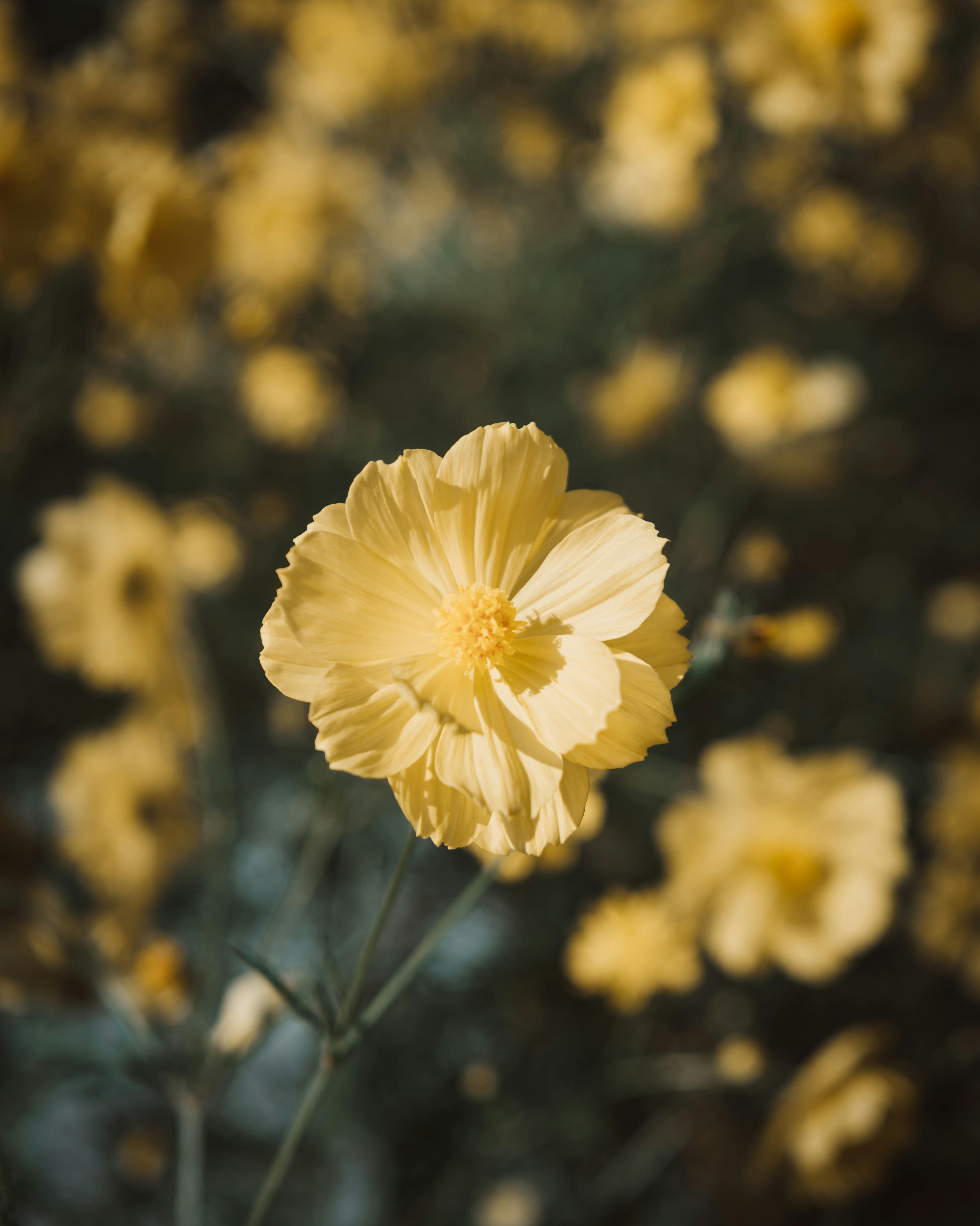 A stunning close-up of a vibrant yellow flower blooming in a garden setting, showcasing natural beauty.