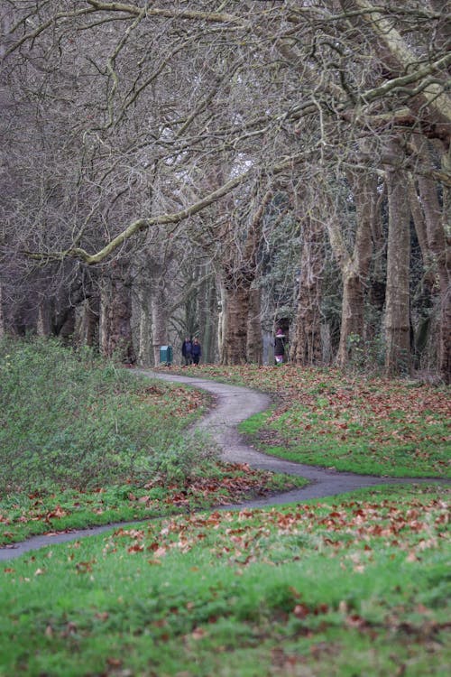 View of a Footpath between Trees in a Park in Autumn 