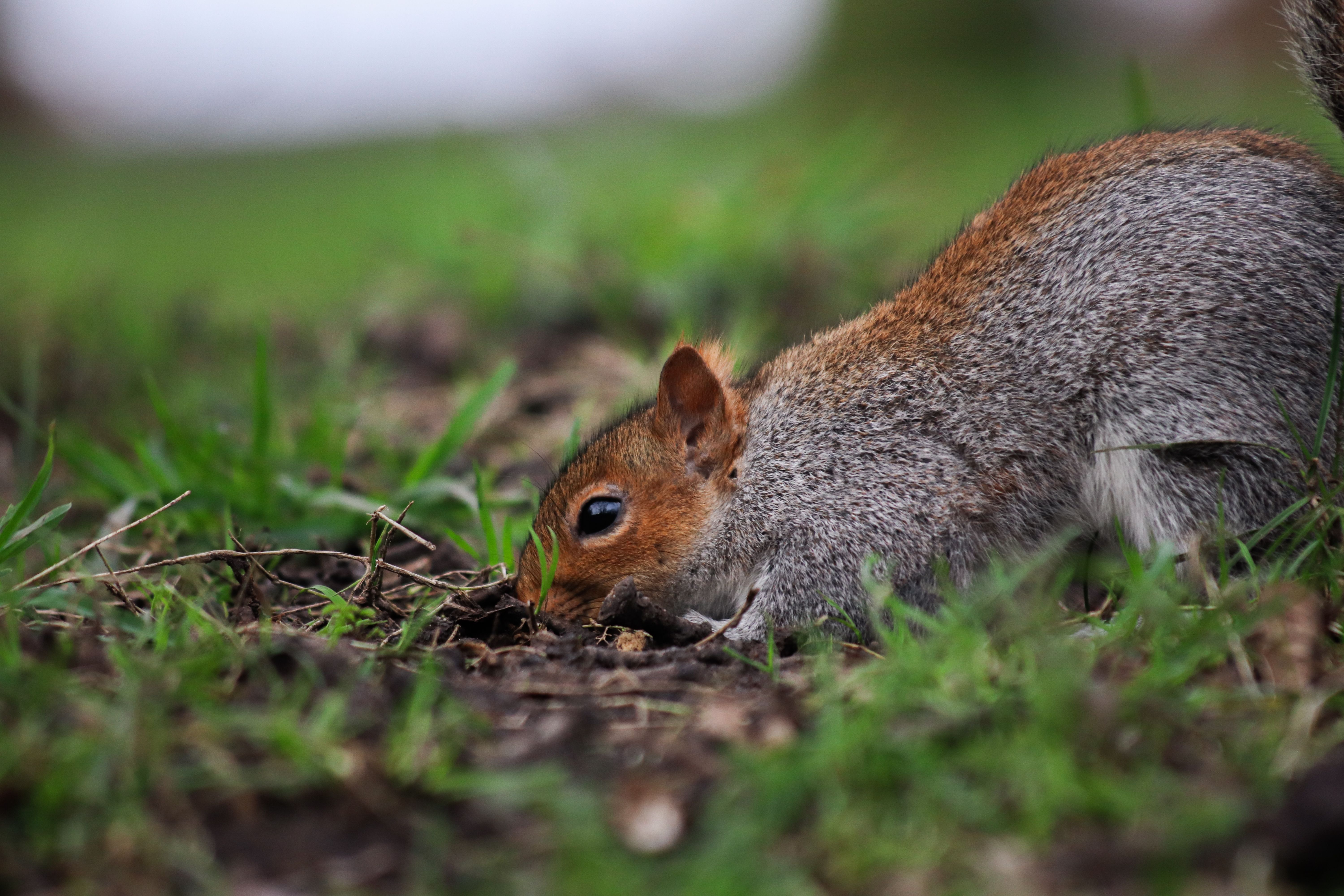 Gray Squirrel with a Red Head and Back Digging in the Ground · Free ...