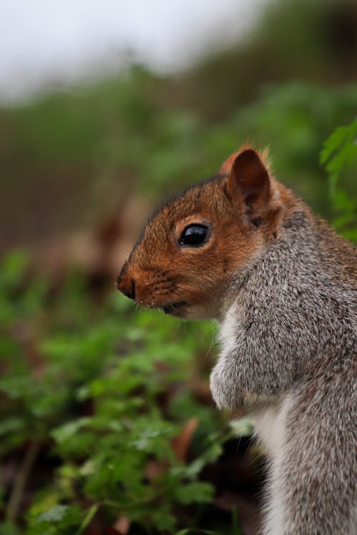 Gray Squirrel with a Red Head