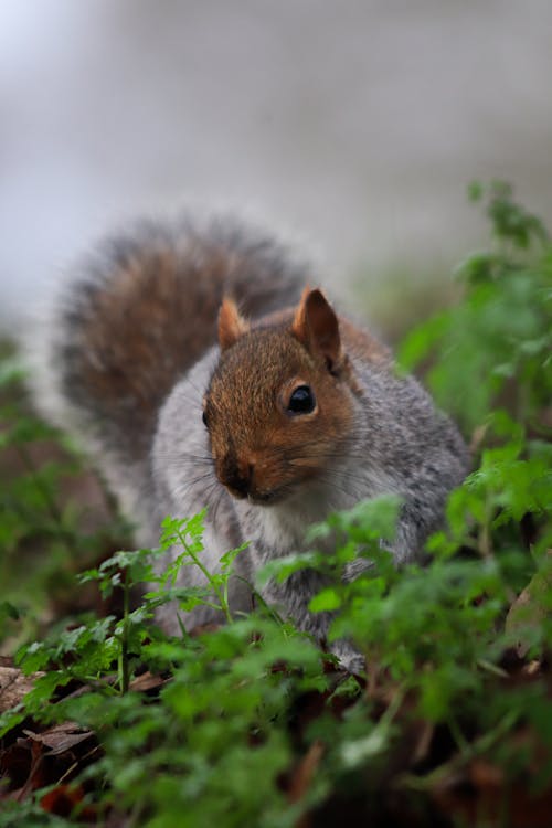Gray Squirrel with a Red Head on the Forest Floor