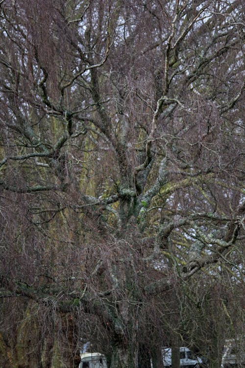 View of a Leafless Tree in a Park 