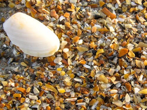 Foto profissional grátis de concha do mar, conchas do mar, litoral