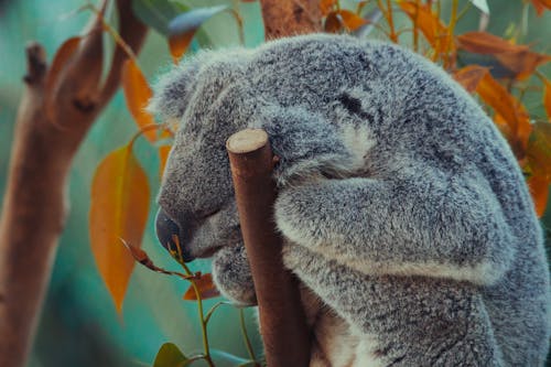 A Koala Bear Sleeping 