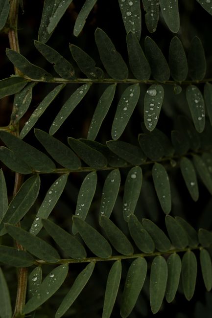 Close-up of raindrops on luscious green fern leaves in a natural setting.