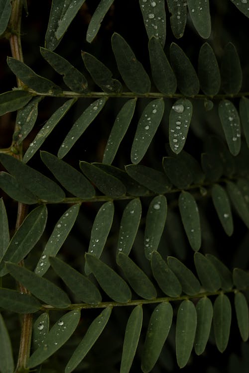 Free Close up of Leaves Stock Photo