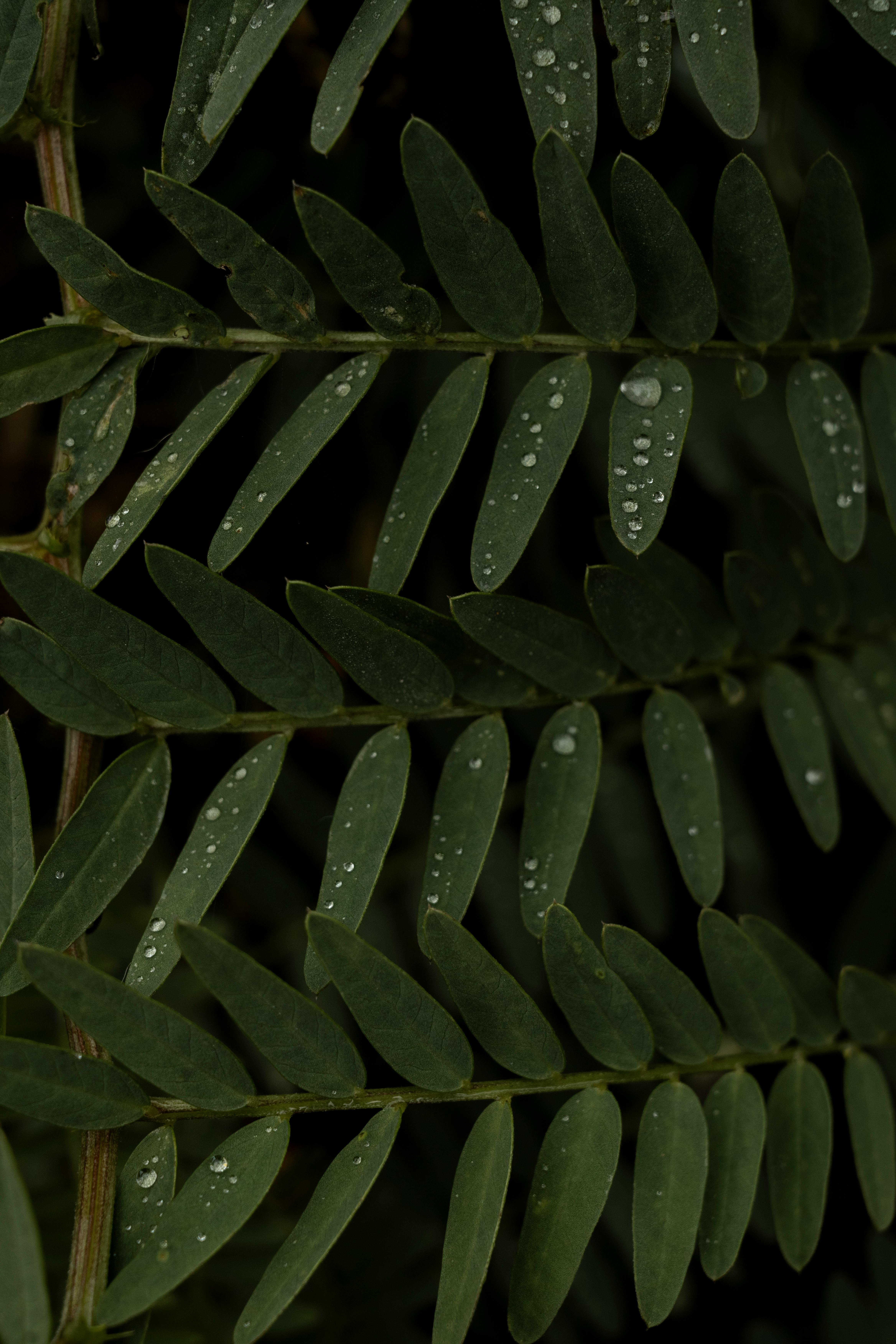 Minimalist Leaves Aesthetic Photos, Download The BEST Free Minimalist