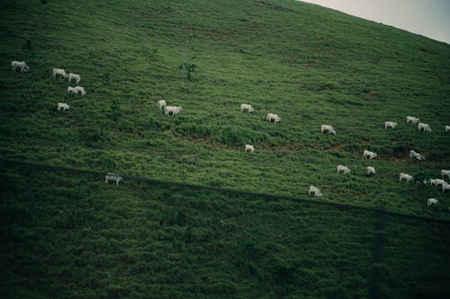 Foto stok gratis banteng, sapi-sapian