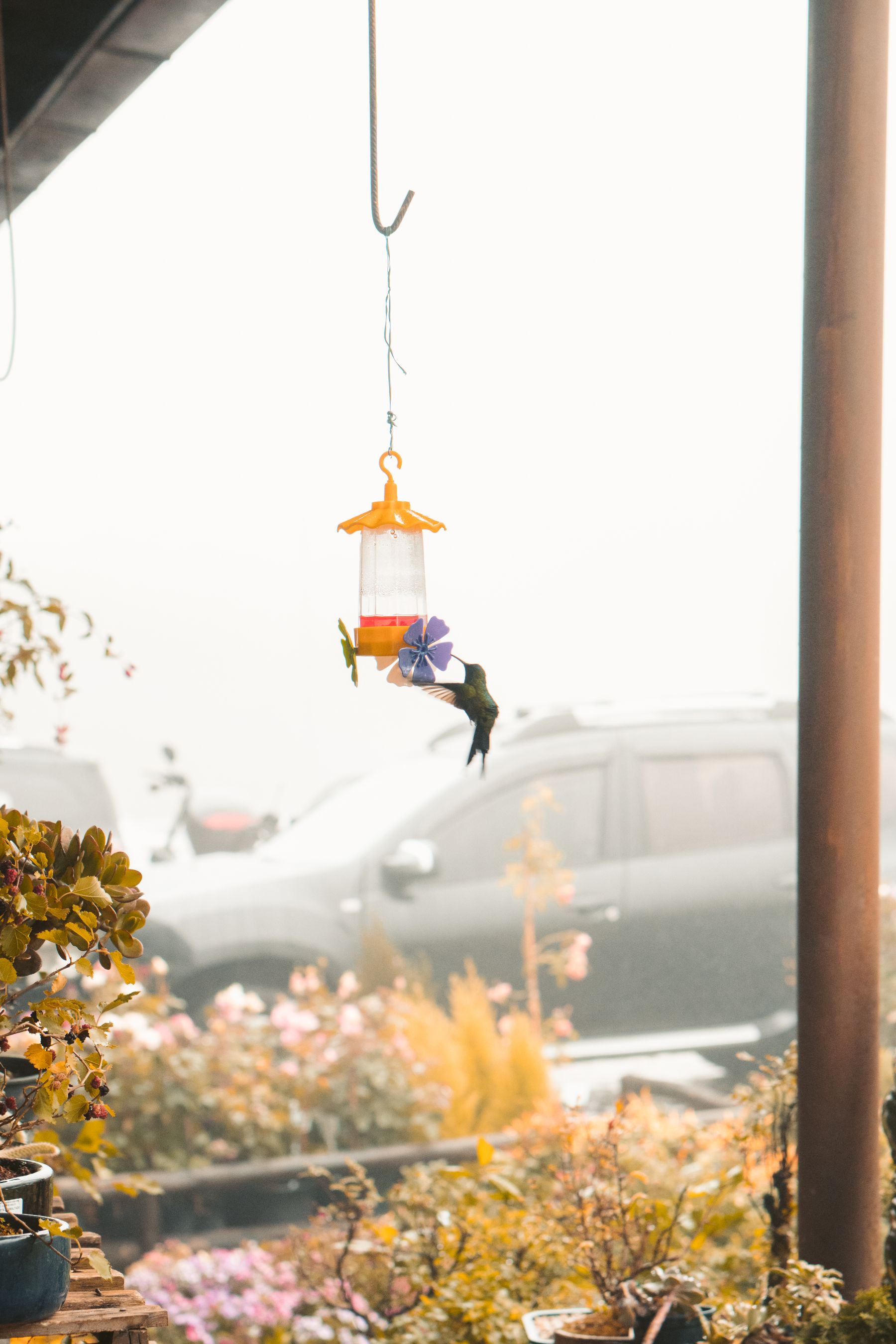 Hummingbird feeding at a colorful feeder in a garden