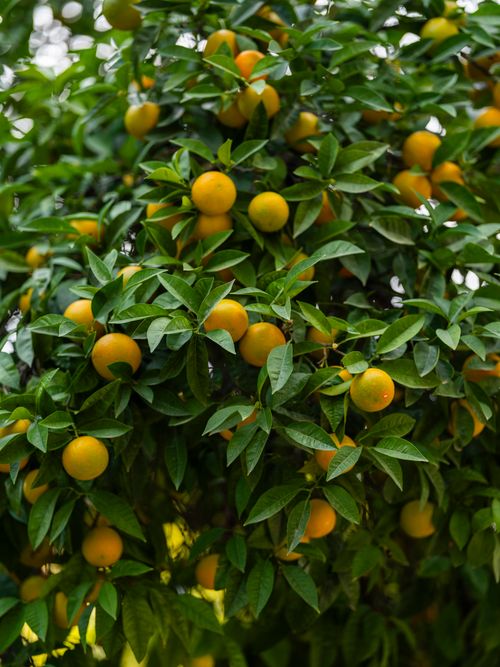 Free Lush tangerine tree with ripe citrus fruits on branches, ideal for agricultural themes. Stock Photo