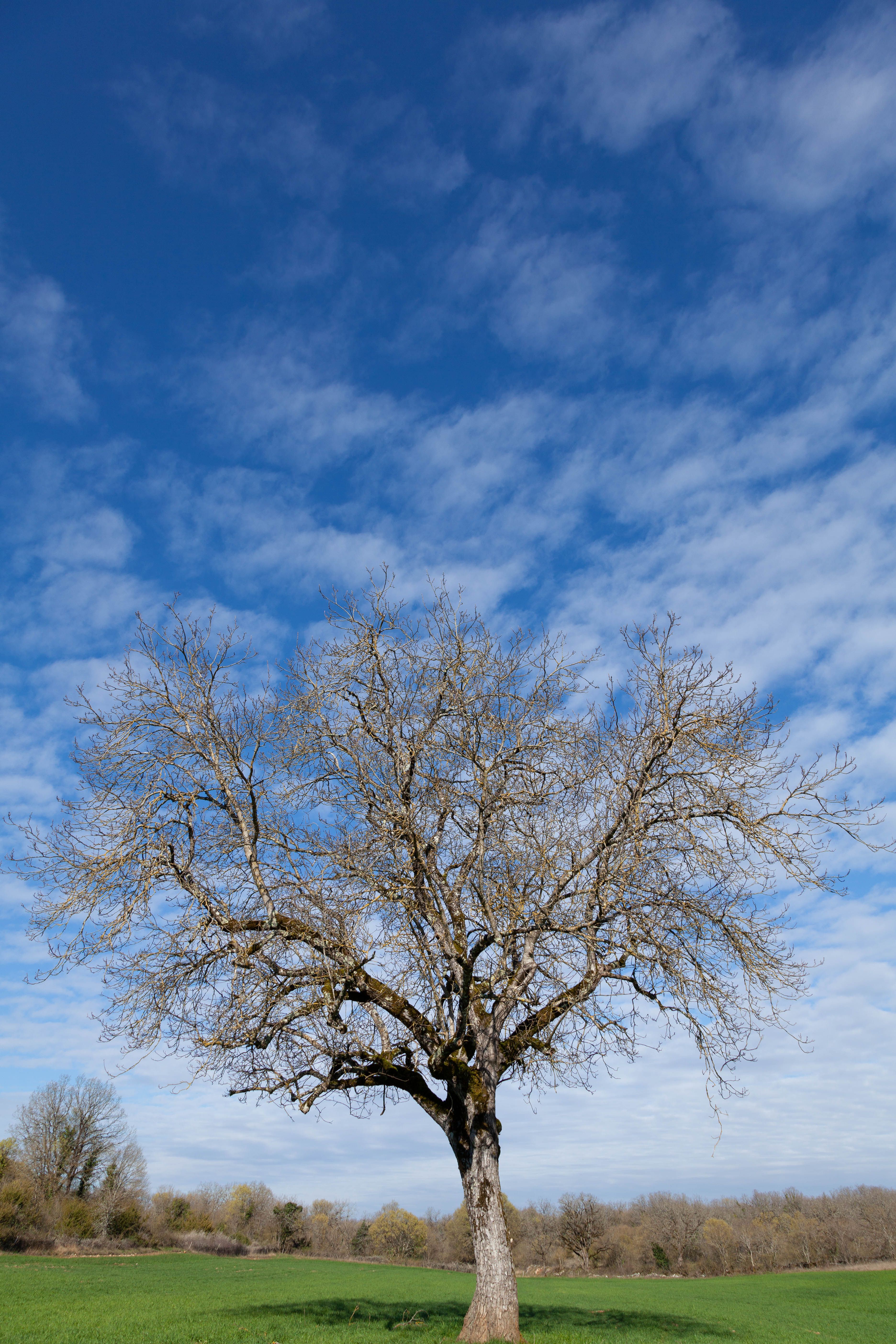 A Leafless Tree on a Green Meadow under Blue Sky · Free Stock Photo