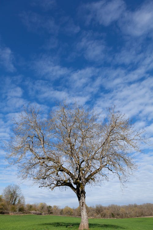 A Leafless Tree on a Green Meadow under Blue Sky 