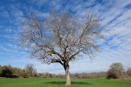 Gratis stockfoto met blauwe lucht, bloot, boom