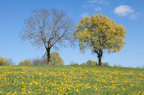 Foto d'estoc gratuïta de arbres, camp, flors