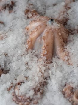 Close-up of a chilled octopus on ice at a seafood market, showcasing freshness.