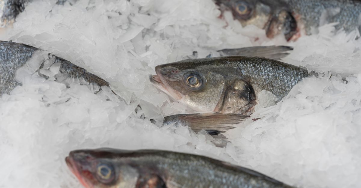 5 astuces infaillibles pour conserver le poisson frais