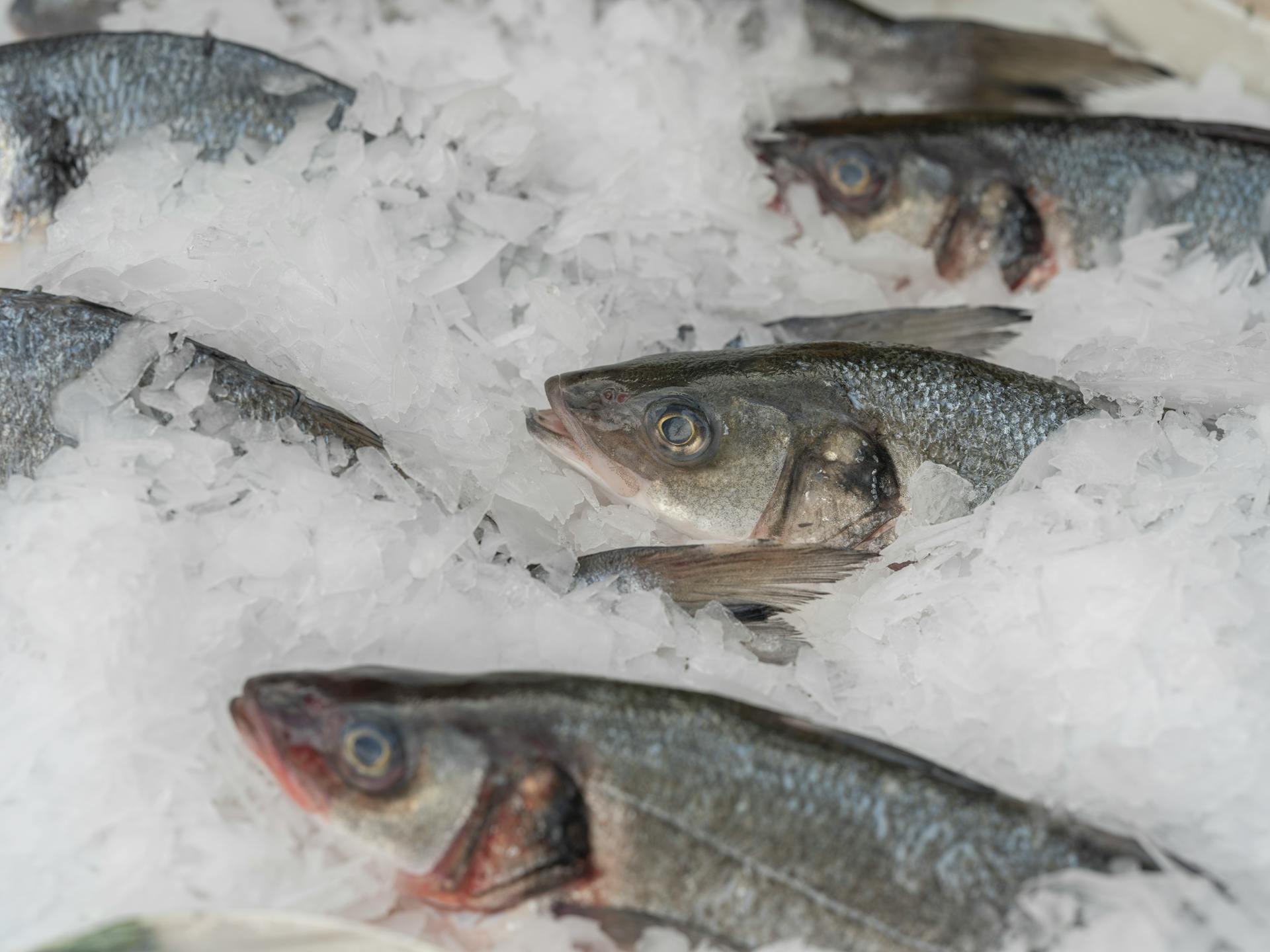 Close-up of fresh fish displayed on ice in a market setting, highlighting freshness and quality.