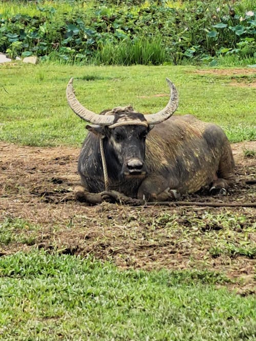 Gratis stockfoto met Azië, buffel, thaise cultuur