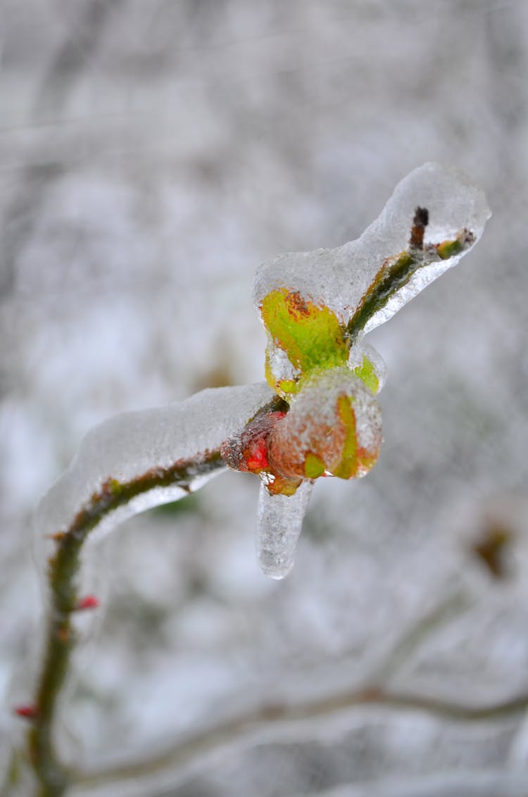 Closeup Of A Frozen Branch