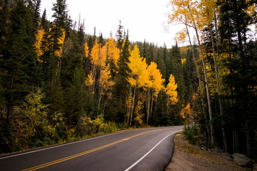 Free Curvy road through colorful autumn forest in Pitkin County, Colorado. Stock Photo