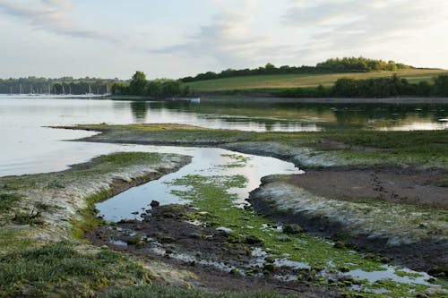 Бесплатное стоковое фото с болотистая местность, болото, водоем