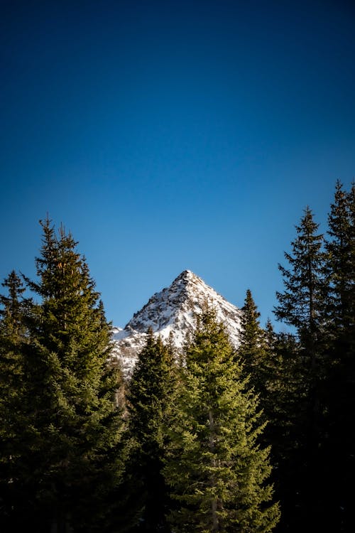 Conifer Forest and a Snowcapped Peak against a Blue Sky